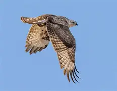 关于鲬Y瞶)殔偅,D佁的信息